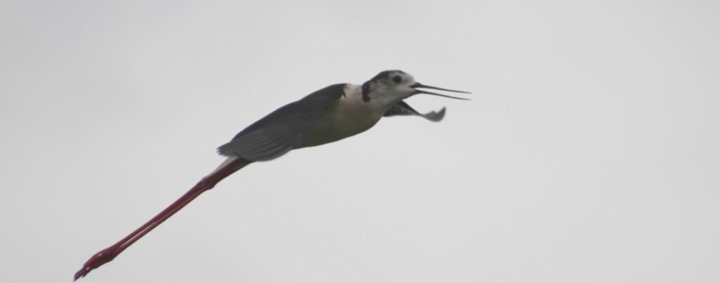Échasse blanche photographiée dans le marais de Tasdon à La Rochelle